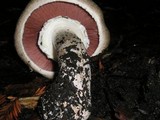 Agaricus hondensis image