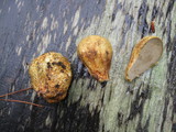 Rhizopogon occidentalis image