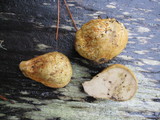 Rhizopogon occidentalis image
