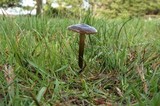 Entoloma sericeum image