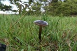 Entoloma sericeum image