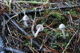 Inocybe geophylla image