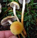 Hypholoma capnoides image