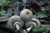 Chlorophyllum olivieri image