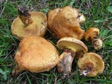 Suillus ponderosus image