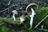 Psathyrella longistriata image