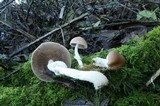 Psathyrella longistriata image