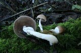 Psathyrella longistriata image