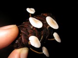 Strobilurus trullisatus image
