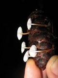 Strobilurus trullisatus image