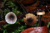 Rickenella swartzii image