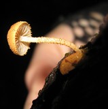 Flammulaster muricata image
