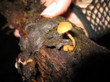 Flammulaster muricata image
