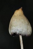 Psilocybe semilanceata image