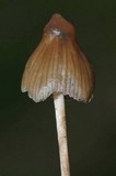 Psilocybe semilanceata image