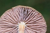 Psilocybe semilanceata image