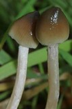 Psilocybe semilanceata image
