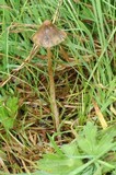 Psilocybe semilanceata image