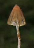 Psilocybe semilanceata image