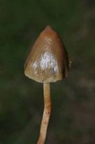 Psilocybe semilanceata image