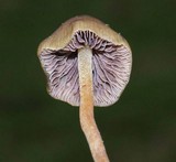 Psilocybe semilanceata image