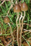 Psilocybe semilanceata image