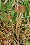 Psilocybe semilanceata image