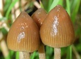 Psilocybe semilanceata image