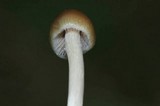 Psilocybe semilanceata image