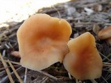 Rhodocollybia butyracea image