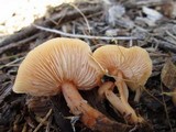 Rhodocollybia butyracea image