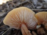 Rhodocollybia butyracea image