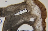Lactarius fallax var. concolor image
