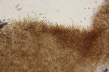Lactarius fallax var. concolor image