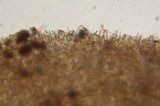 Lactarius fallax var. concolor image