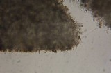 Lactarius fallax var. concolor image