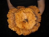 Russula fragrantissima image