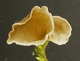 Arrhenia retiruga image