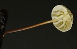 Marasmius epiphyllus image