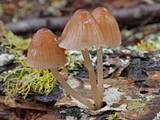 Mycena rubromarginata image