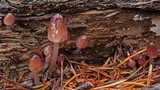 Mycena rubromarginata image