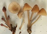 Mycena rubromarginata image