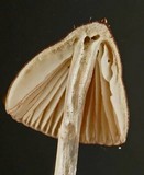 Mycena rubromarginata image