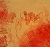 Mycena rubromarginata image