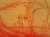 Mycena rubromarginata image