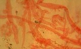 Mycena rubromarginata image