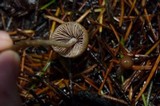 Psilocybe pelliculosa image