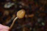Psilocybe pelliculosa image