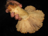 Russula fragrantissima image