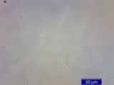 Psilocybe pelliculosa image